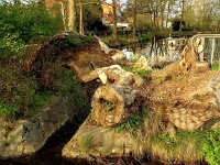 Alte Weide am Schlewecker Dorfteich 01